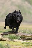 SCHIPPERKE 173